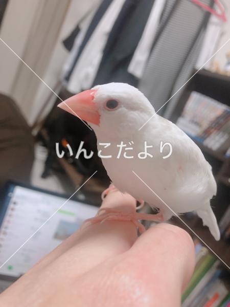 迷い鳥の写真