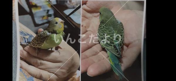 迷い鳥の写真