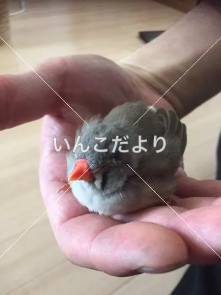 保護鳥の写真