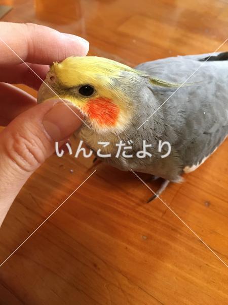 迷い鳥の写真