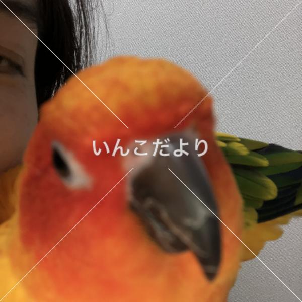 迷い鳥の写真