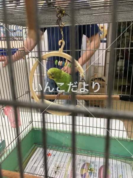 保護鳥の写真