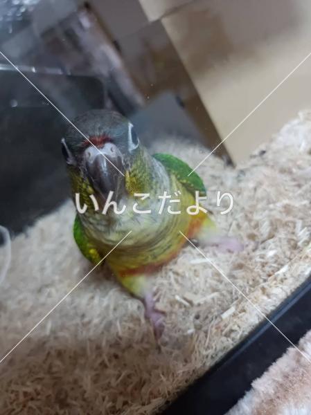 迷い鳥の写真