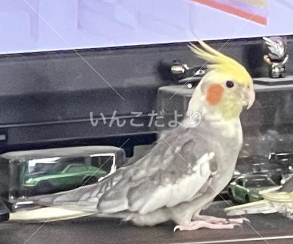 迷い鳥の写真