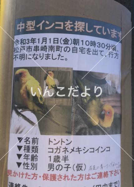 迷い鳥の写真
