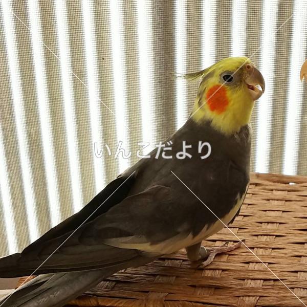 迷い鳥の写真