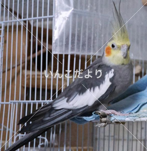 迷い鳥の写真