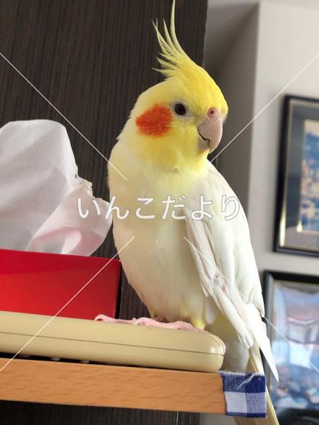 迷い鳥の写真