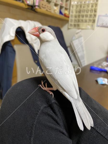 迷い鳥の写真