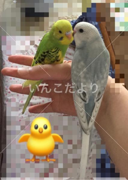 迷い鳥の写真