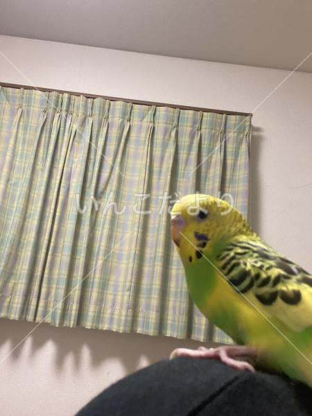 保護鳥の写真