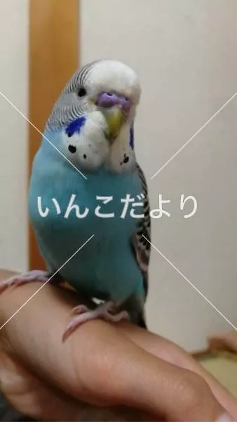 保護鳥の写真