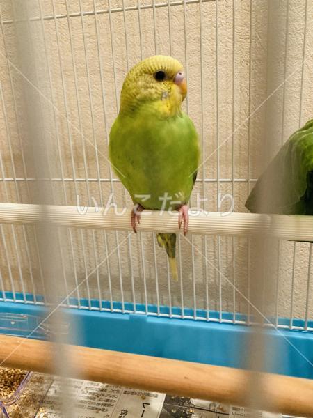 保護鳥の写真