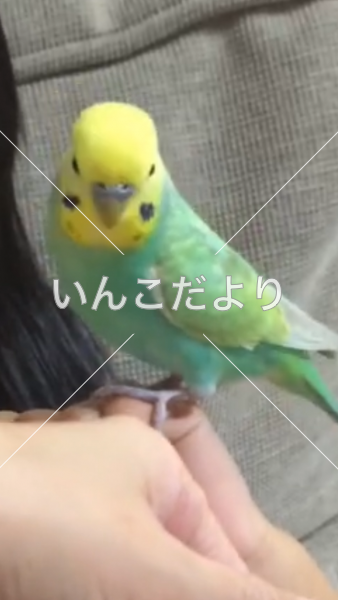 迷い鳥の写真