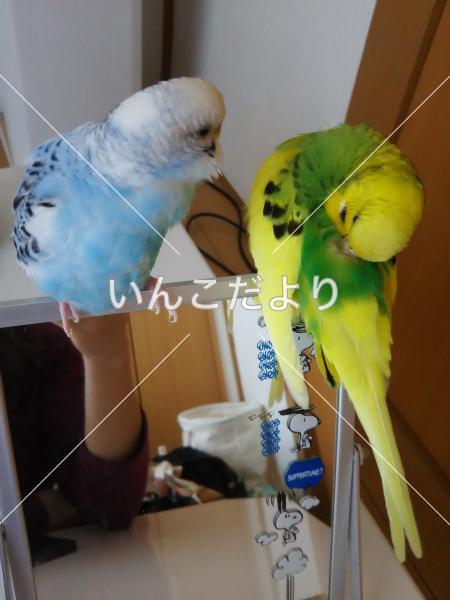 迷い鳥の写真