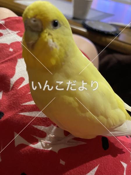 迷い鳥の写真