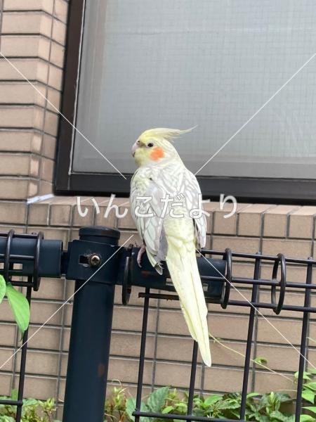 保護鳥の写真