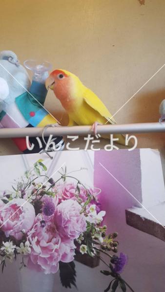 迷い鳥の写真