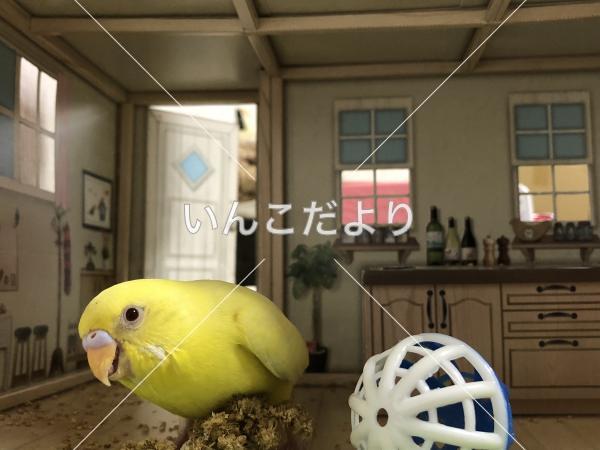 迷い鳥の写真