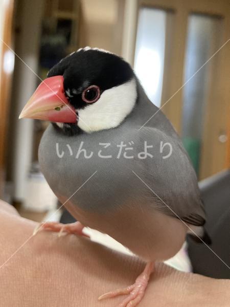 迷い鳥の写真