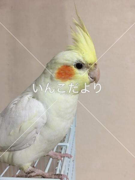 保護鳥の写真