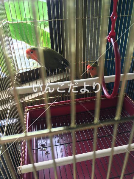 迷い鳥の写真