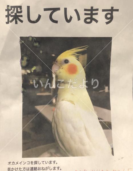 迷い鳥の写真