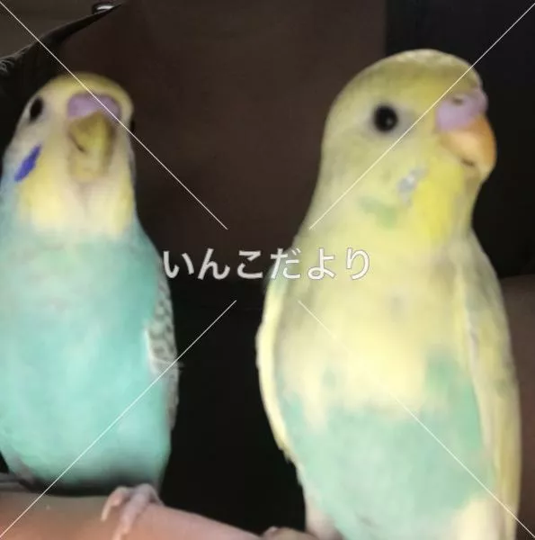 迷い鳥の写真