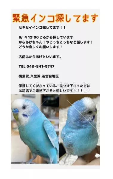迷い鳥の写真