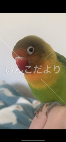 迷い鳥の写真