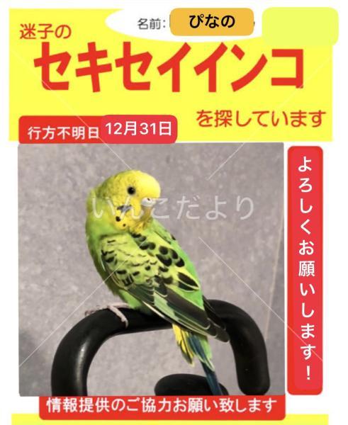 迷い鳥の写真