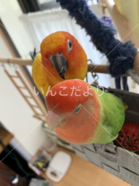 迷い鳥の写真