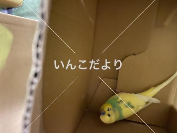 保護鳥の写真