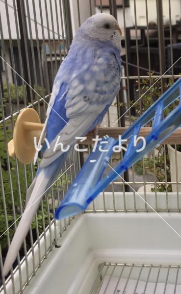 迷い鳥の写真