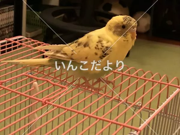 保護鳥の写真
