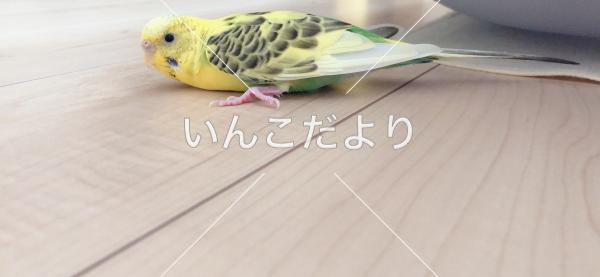 迷い鳥の写真