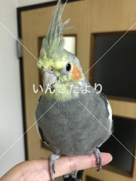 迷い鳥の写真