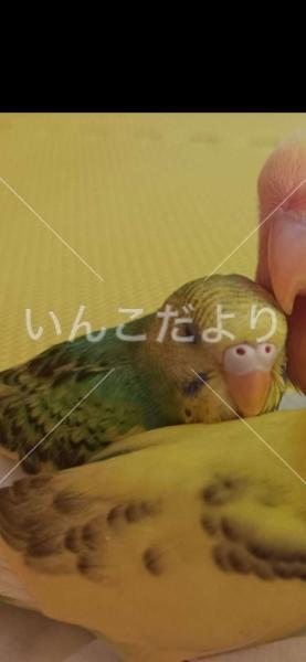 迷い鳥の写真