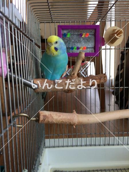 迷い鳥の写真