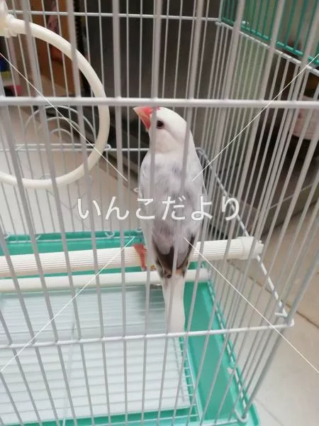 保護鳥の写真
