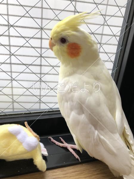 迷い鳥の写真