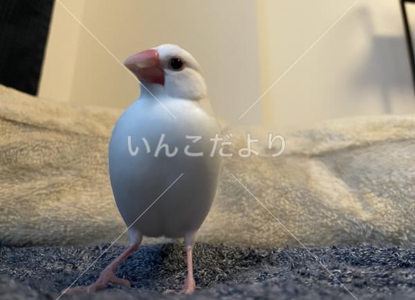 迷い鳥の写真