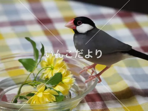 迷い鳥の写真