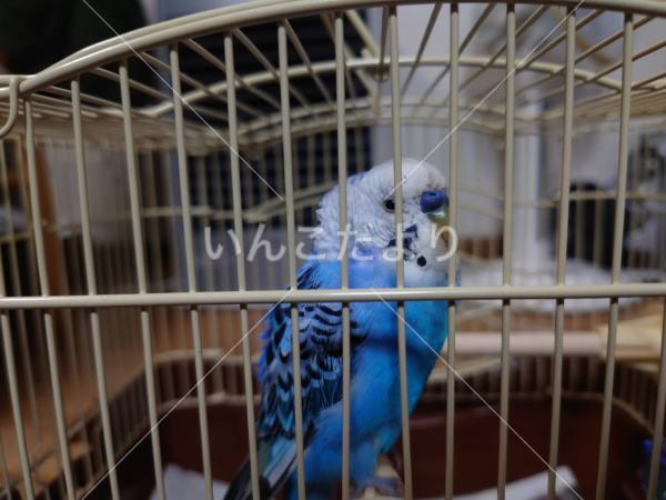 保護鳥の写真
