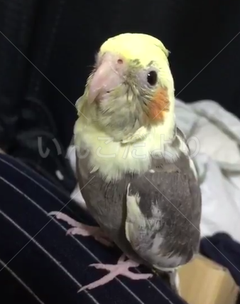 迷い鳥の写真
