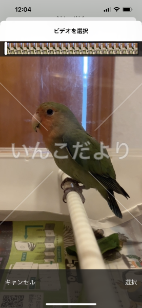 保護鳥の写真