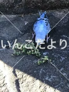 保護鳥の写真