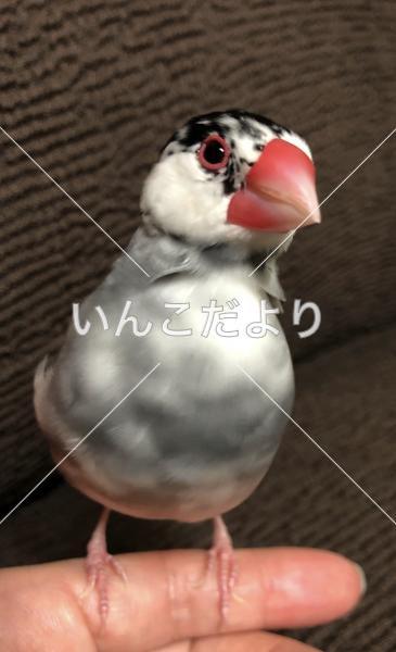 迷い鳥の写真