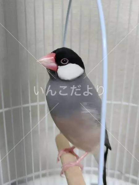 迷い鳥の写真