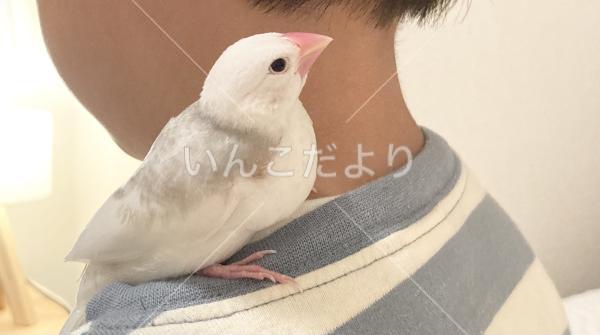 迷い鳥の写真
